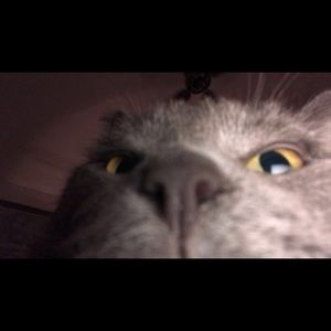 Meet your Posher, Ella